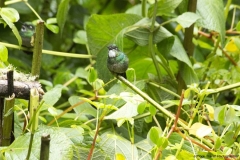 20140614_Gunago-Lodge_0589