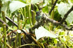 20140614_Gunago-Lodge_0600