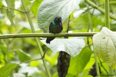 20140614_Gunago-Lodge_0654