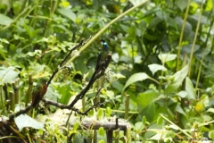 20140614_Gunago-Lodge_0698