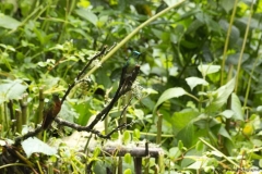 20140614_Gunago-Lodge_0700
