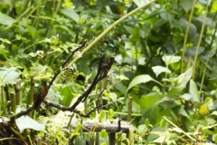 20140614_Gunago-Lodge_0701