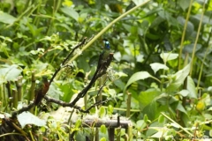 20140614_Gunago-Lodge_0702