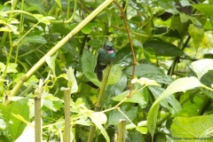 20140614_Gunago-Lodge_0764