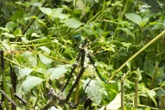 20140614_Gunago-Lodge_0769