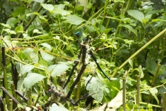 20140614_Gunago-Lodge_0771