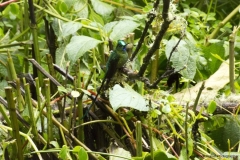 20140614_Gunago-Lodge_0775