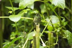 20140615_Guango-3_0091