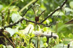 20140615_Gunago-Lodge_0329