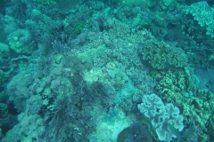 Komodo and Rinca underwater photos and videos_20150716_9520