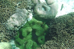 Komodo and Rinca underwater photos and videos_20150716_9589