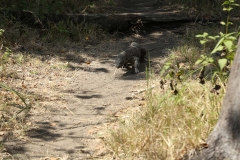 Lubuan Bajo, Rinca and Komodo_20150715_9293