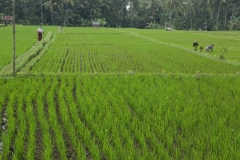 Rice fields Ubud_20150726_0931