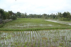 Rice fields Ubud_20150726_0962