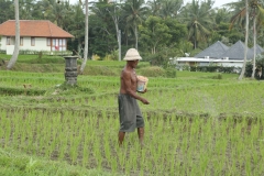 Rice fields Ubud_20150726_0967
