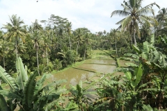 Rice fields Ubud_20150726_1061