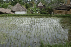 Rice fields Ubud_20150726_1094