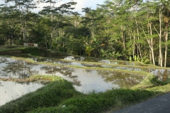 UBUD 4_20150728_1637