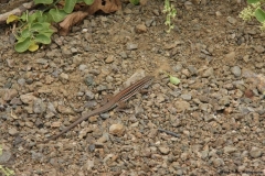 20120716-IMG_1945