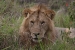 Masai Mara 134.jpg