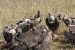 masai mara 1 043.jpg