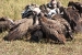 masai mara 1 059.jpg
