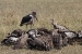 masai mara 1 067.jpg