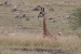 masai mara 1 085.jpg