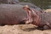 masai mara 1 205.jpg