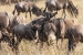 masai mara 3 116.jpg
