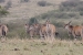 masai mara 5 007.jpg