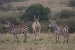 masai mara 5 008.jpg