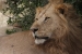 masai mara 6 059.jpg