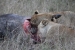 masai mara 6 289.jpg