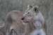 masai mara 6 295.jpg