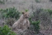 masai mara 6 304.jpg