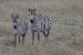 masai mara 7 040.jpg