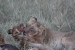 masai mara 7 112.jpg