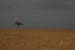 masai mara 8 031.jpg