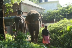 03jan2015_kerala-3_0141