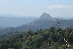 04jan2015_tea-plantations-kerala_0371