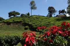 04jan2015_tea-plantations-kerala_0391