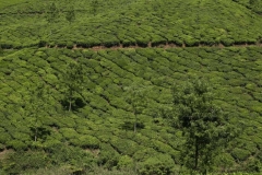 04jan2015_tea-plantations-kerala_0430