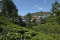 04jan2015_tea-plantations-kerala_0441