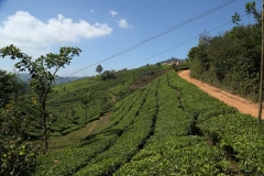 04jan2015_tea-plantations-kerala_0465