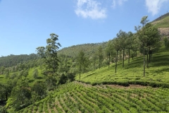 04jan2015_tea-plantations-kerala_0513