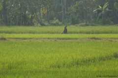06jan2015_kerala-birds_0899