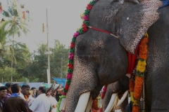 festival-elephant-111