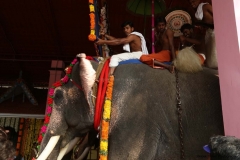 festival-elephant-21