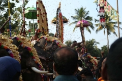 festival-elephant-35